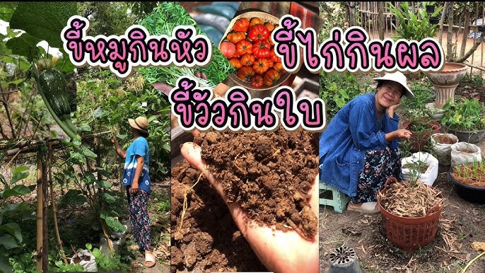 ขี้หมูกินหัว ขี้วัวกินใบ ขี้ไก่กินผล