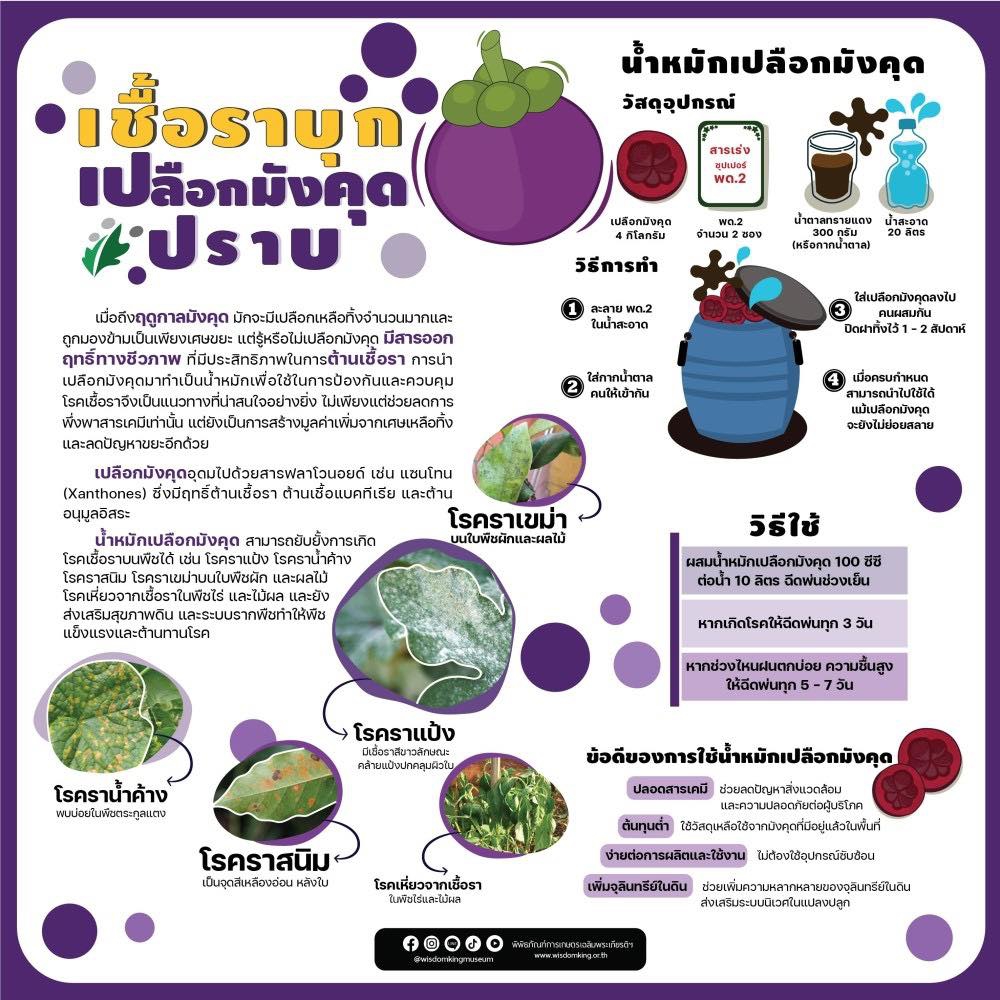 เชื้อราบุก เปลือกมังคุด ปราบ