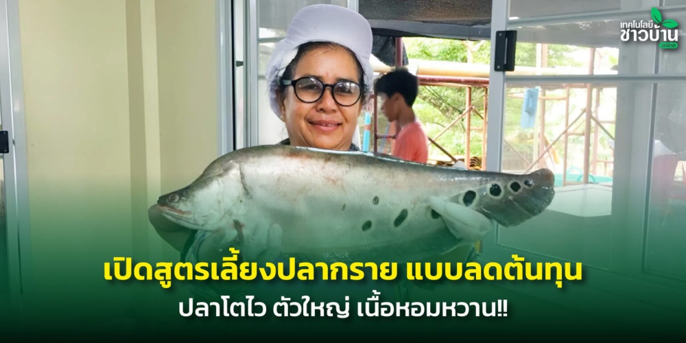 แนะวิธีเลี้ยงปลากรายแบบลดต้นทุน