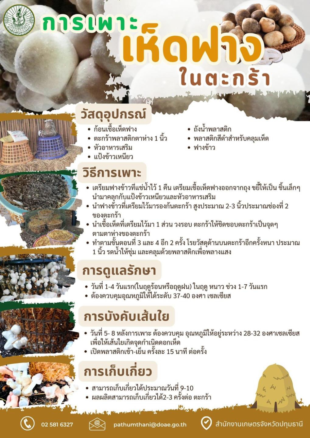 การเพาะเห็ดฟางในตะกร้า