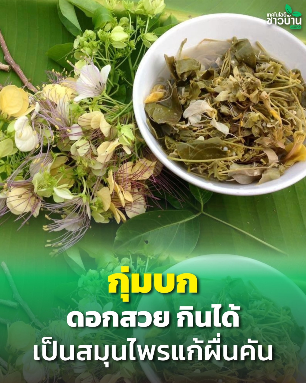 “กุ่มบก” ดอกสวย กินได้ เป็นสมุนไพร แก้ผื่นคัน