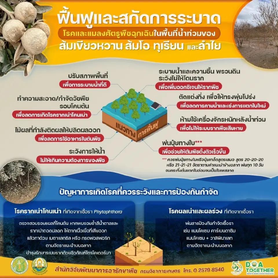 การฟื้นฟูและสกัดการระบาด