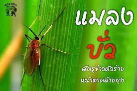 การใช้สารป้องกันกำจัดแมลงบั่วข้าว (Rice gall midge)