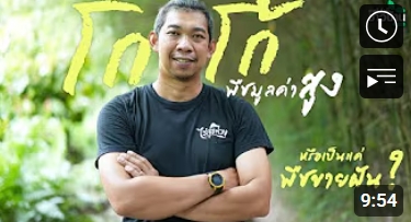 โกโก้พืชมูลค่าสูงหรือเป็นแค่พืชขายฝัน?