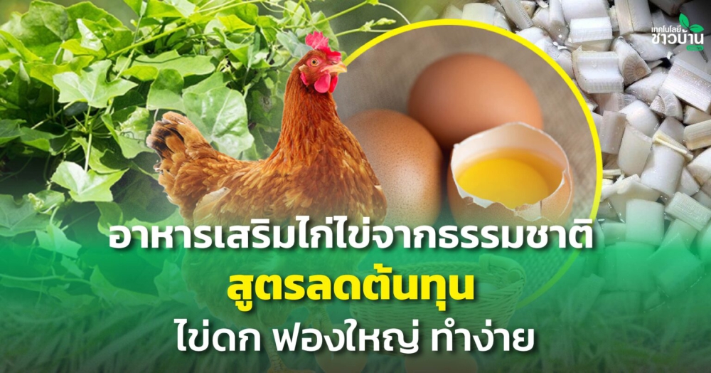 อาหารเสริมไก่ไข่จากธรรมชาติ