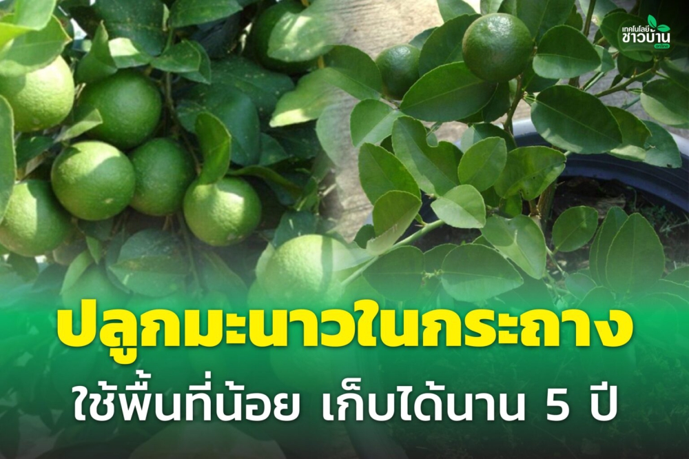 ปลูกมะนาวในกระถาง ใช้พื้นที่น้อย เก็บได้นาน 5 ปี