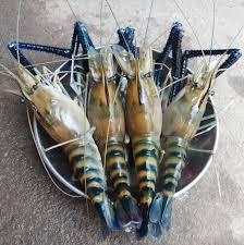 กุ้งแม่น้ำ เลี้ยงในบ่อทำอย่างไร