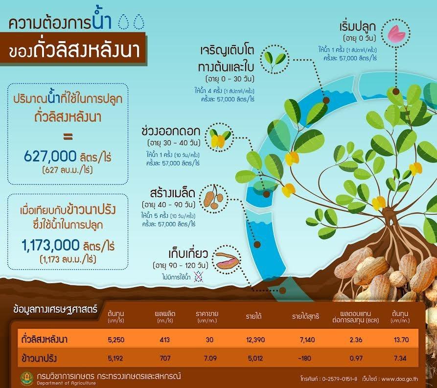 ความต้องการน้ำ ของถั่วลิสงหลังนา