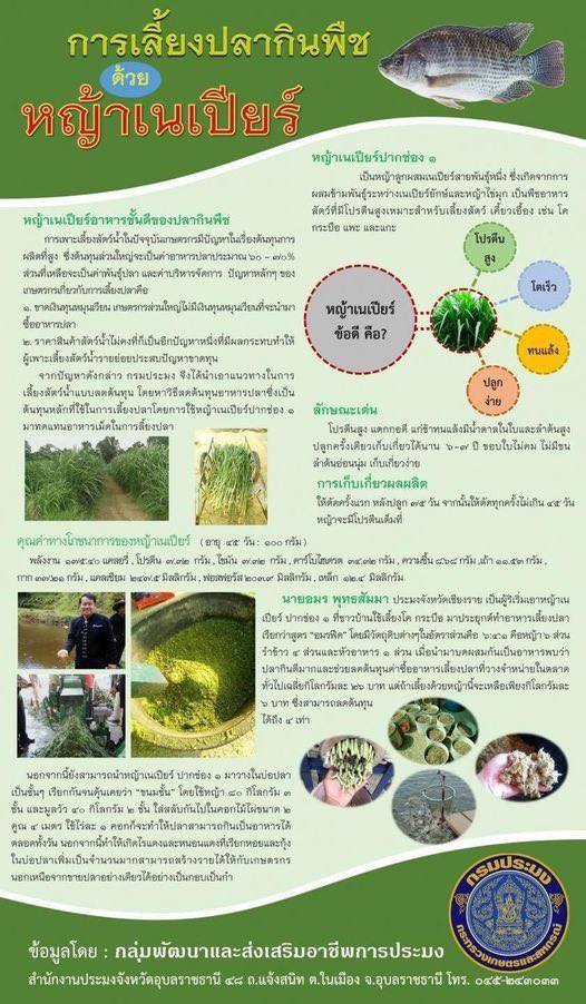 การเลี้ยงปลากินพืช ด้วยหญ้าเนเปียร์
