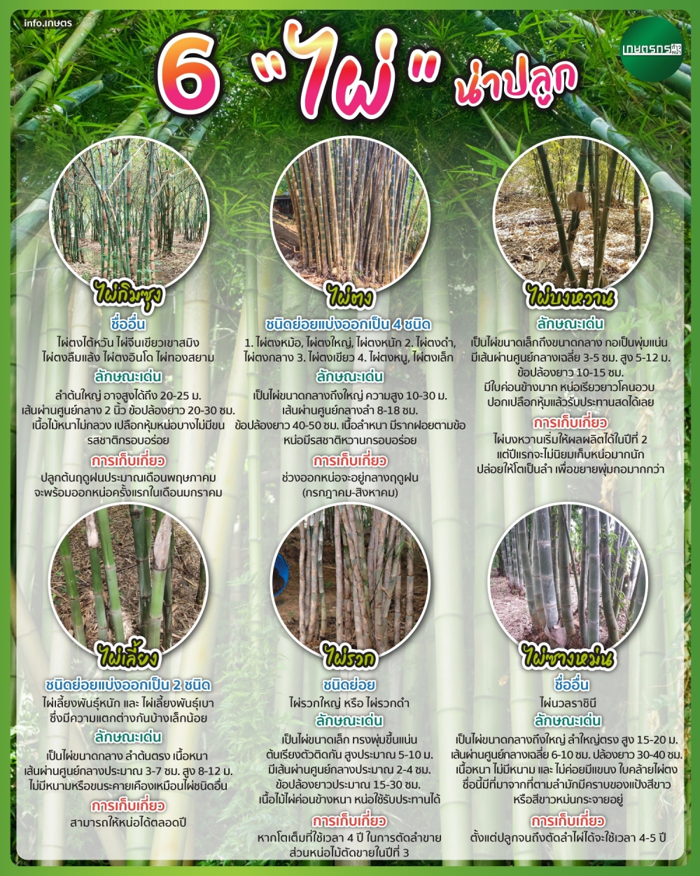 6ไผ่น่าปลูกไม้ใกล้ตัวสารพัดประโยชน์