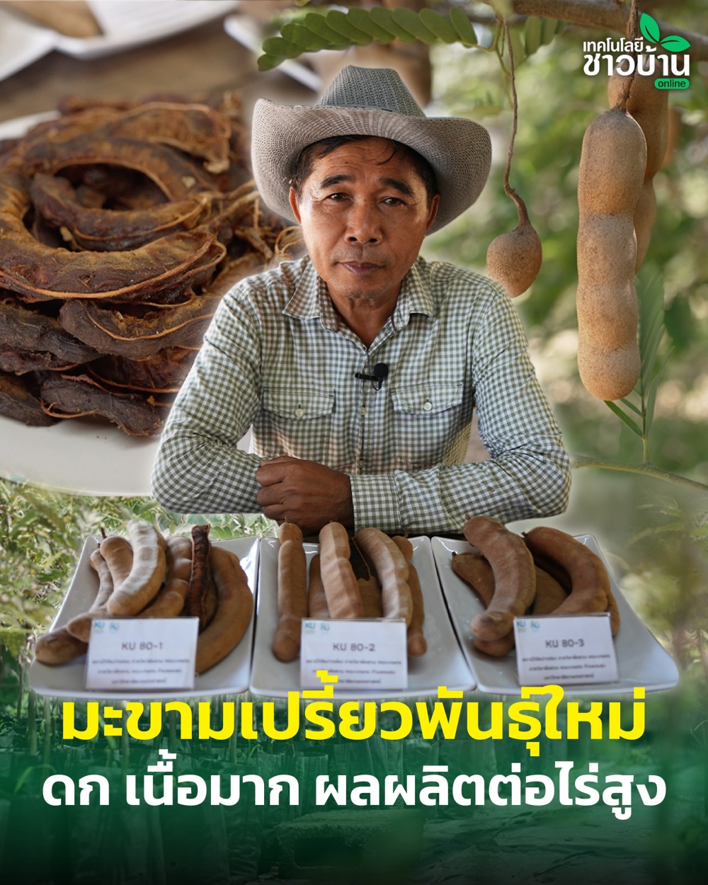 มะขามเปรี้ยวพันธุ์ใหม่