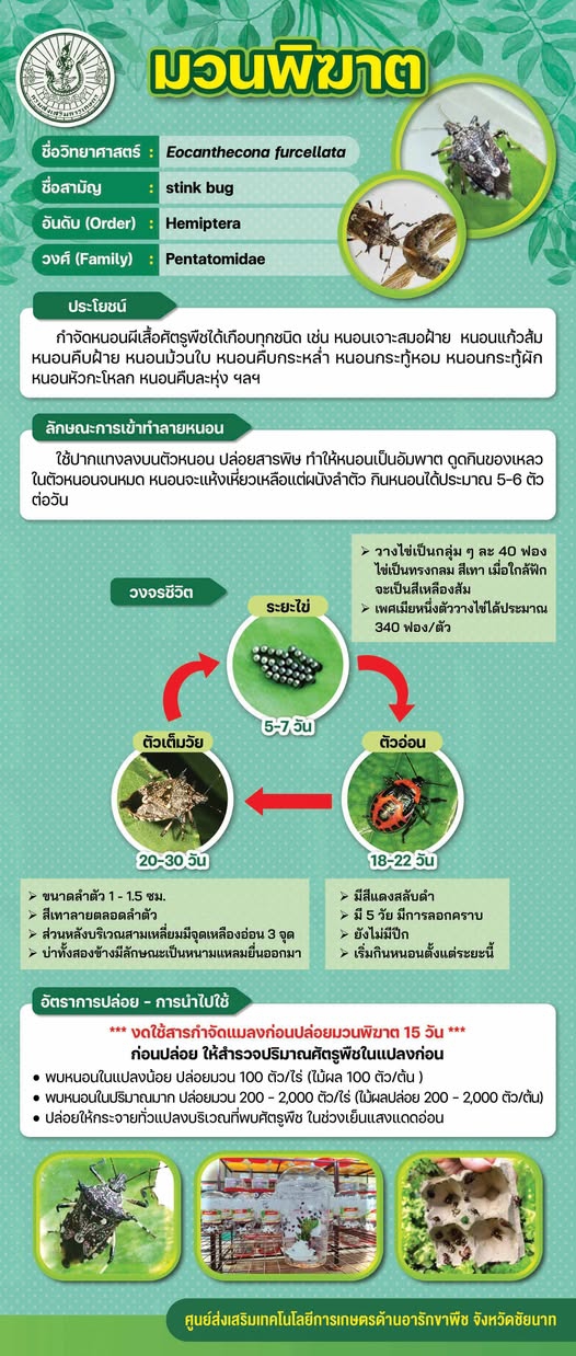 รู้จักมวนพิฆาต(Eocantheconafurcellata)ฮีโร่ตัวจิ๋วประจำแปลงเกษตร