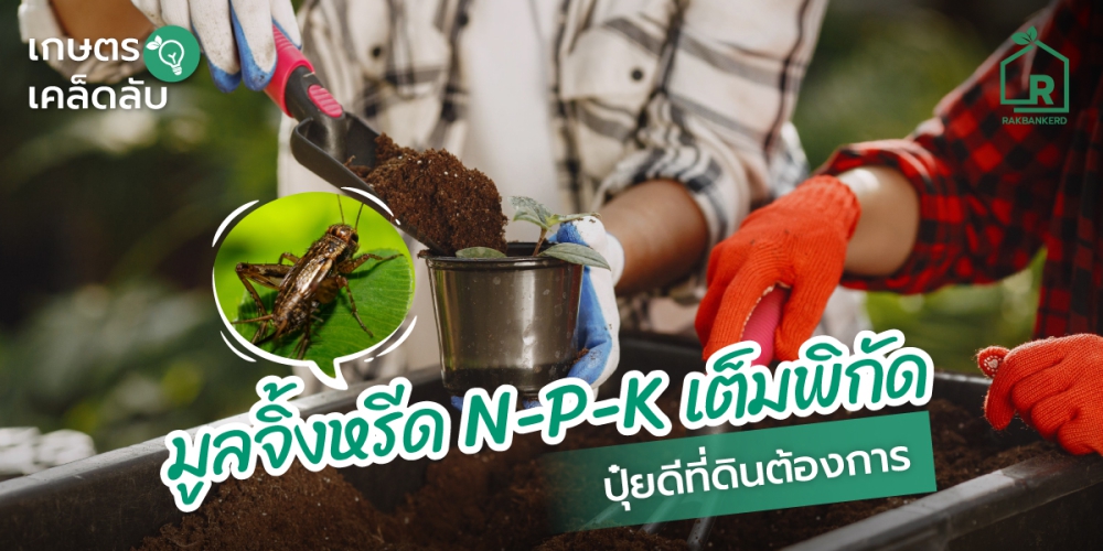 มูลจิ้งหรีดปุ๋ยธรรมชาติทางเลือกใหม่