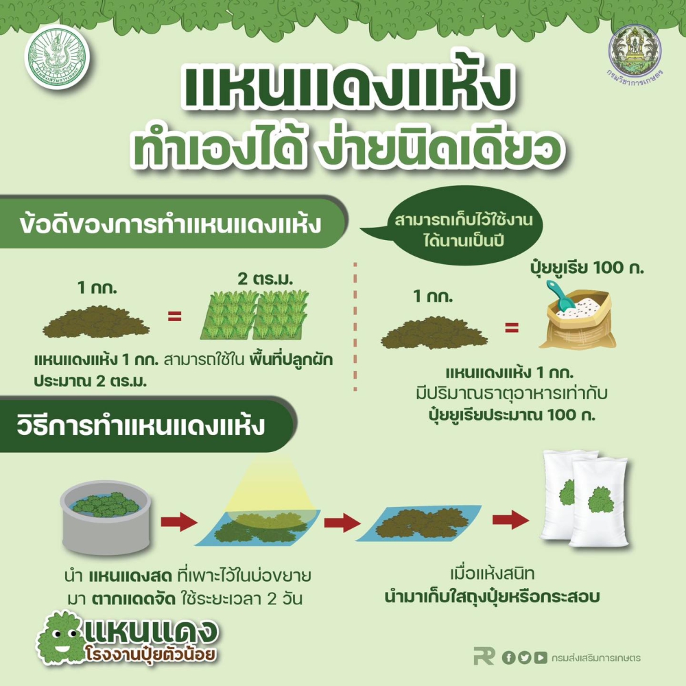 แหนแดงแห้ง