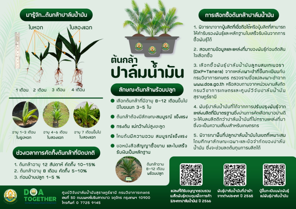 วิธีเลือกซื้อต้นกล้าปาล์มน้ำมันคุณภาพ