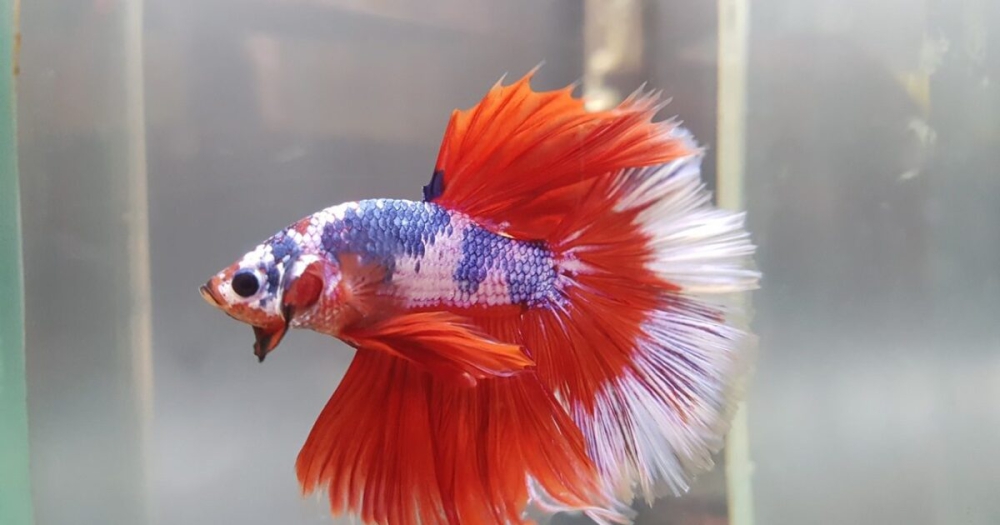 ทคนิคเลี้ยงปลากัดให้รอดเลี้ยงอิงธรรมชาติมากที่สุด