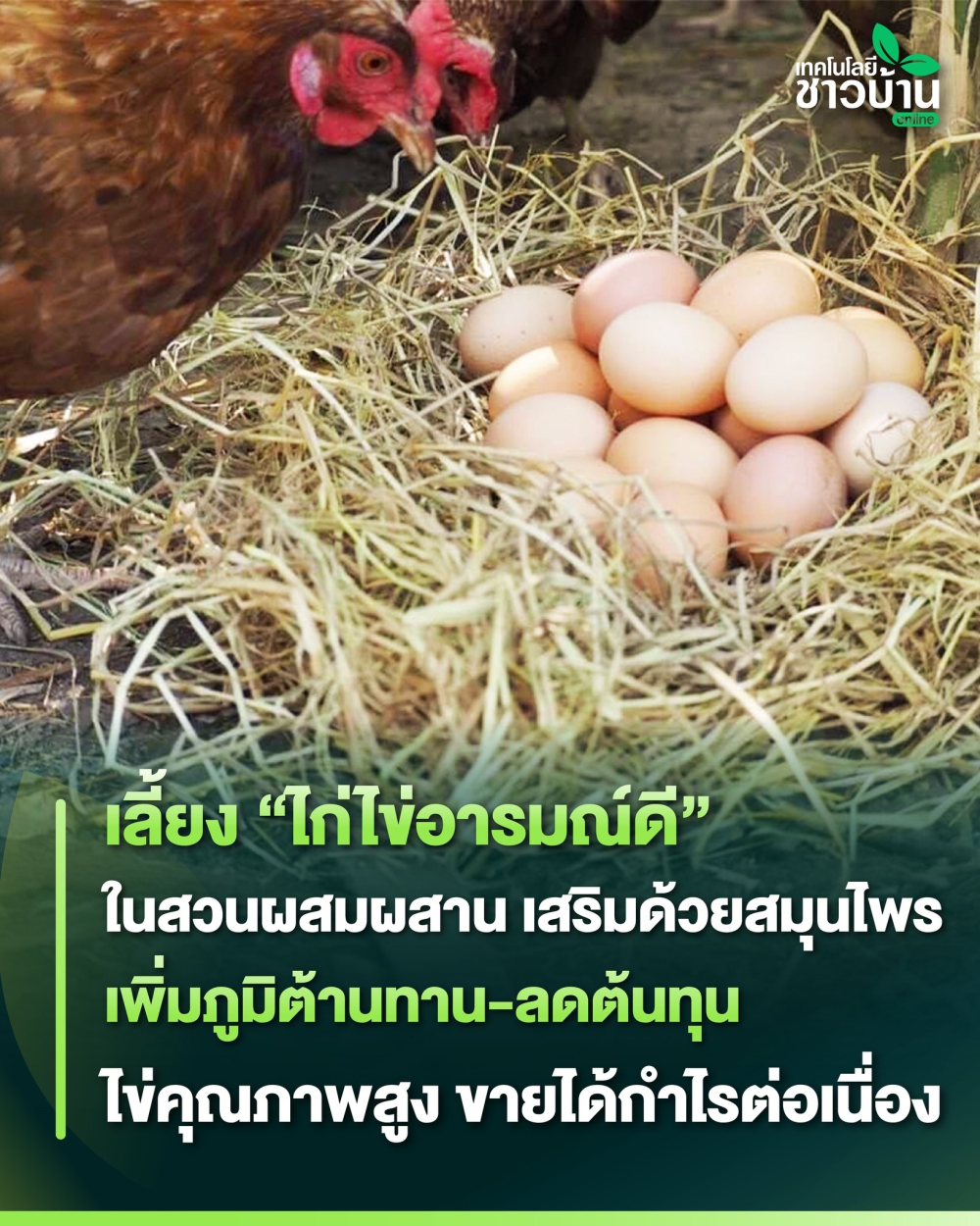 การเลี้ยง “ไก่ไข่อารมณ์ดี”