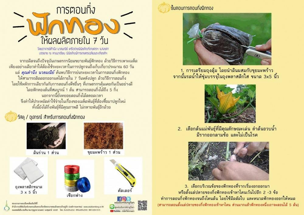 การทาบกิ่งฟักทอง เห็นผลภายใน 7 วัน