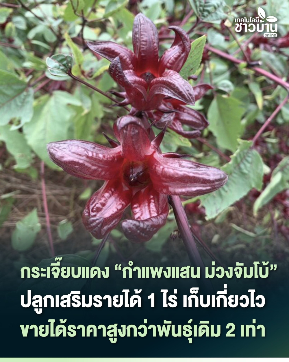 กระเจี๊ยบแดงพันธุ์กำแพงแสน
