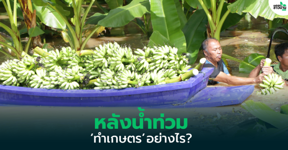 วิธีเยียวยาสวน-แปลงผัก-บ่อปลา