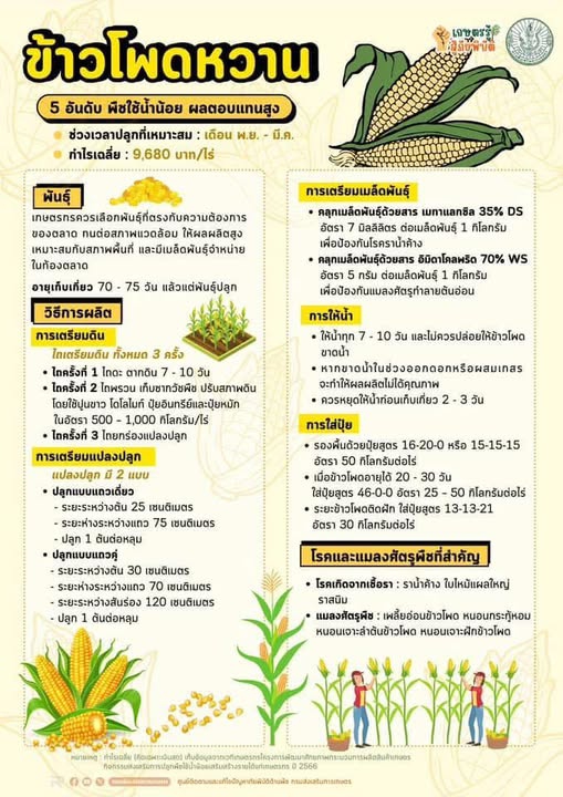 พืชใช้น้ำน้อย ผลตอบแทนสูง