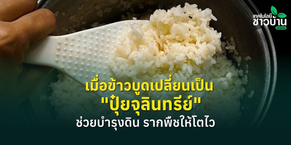เมื่อข้าวบูดเปลี่ยนเป็น