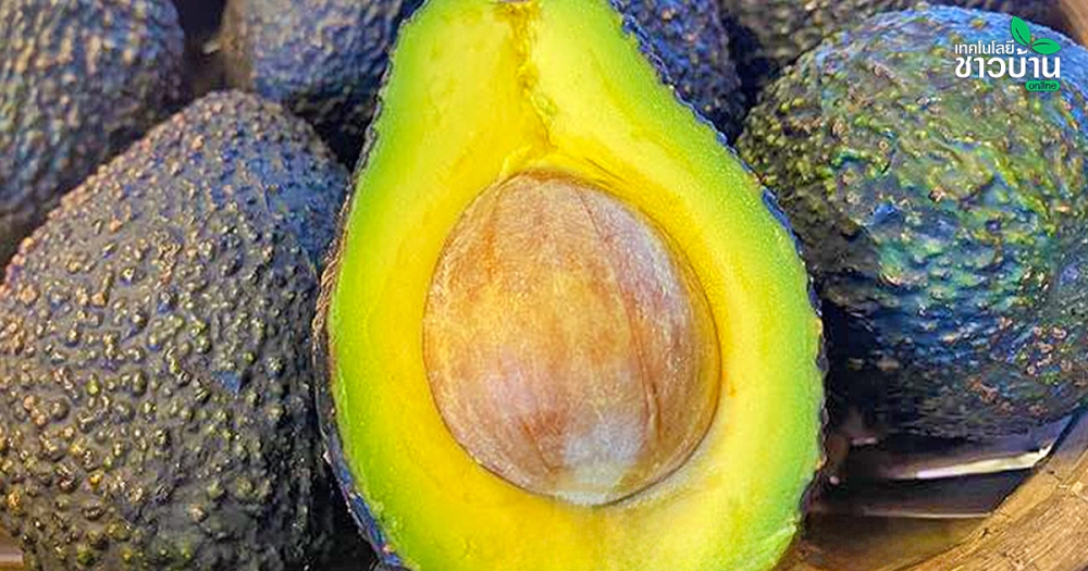 อะโวกาโดพันธุ์แฮส