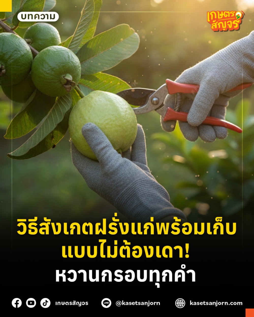 วิธีสังเกตฝรั่งแก่พร้อมเก็บแบบไม่ต้องเดา