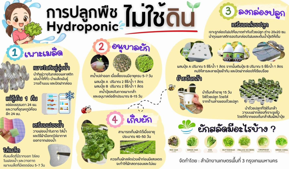การปลูกผัก Hydroponic แบบไม่ใช้ดิน