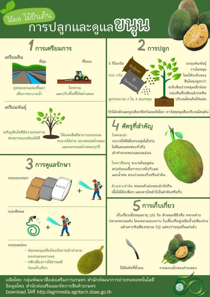 การปลูกและดูแลขนุน