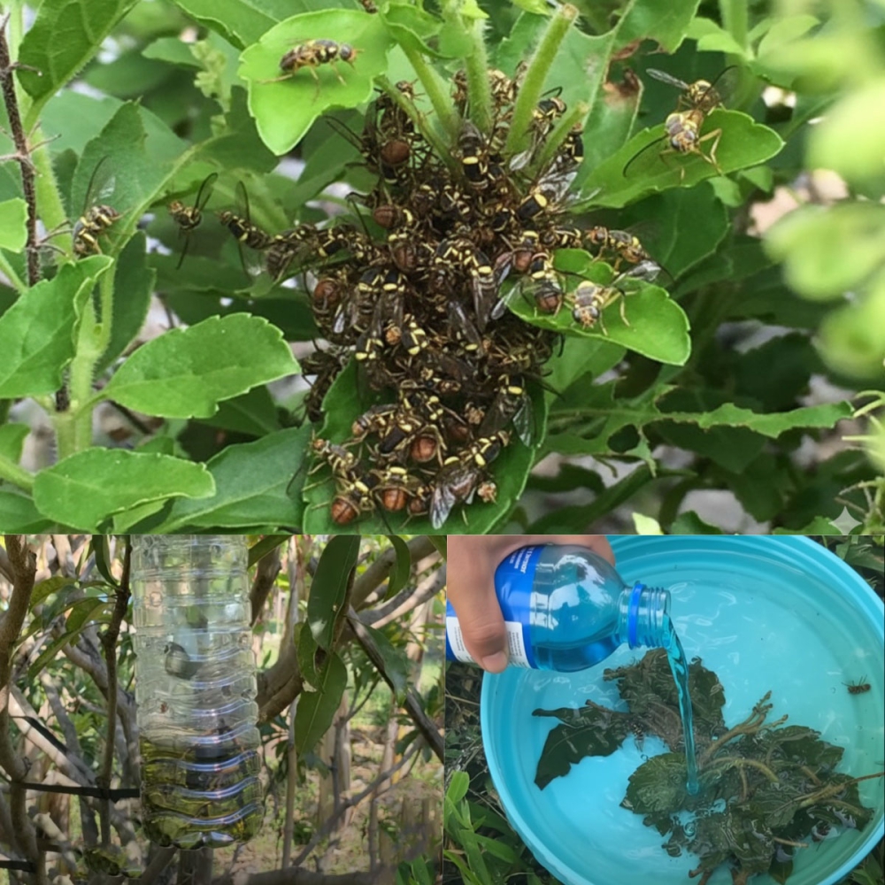 ล่อแมลงวันทองจาก ใบกะเพรา ไม่ให้กินไม้ผล