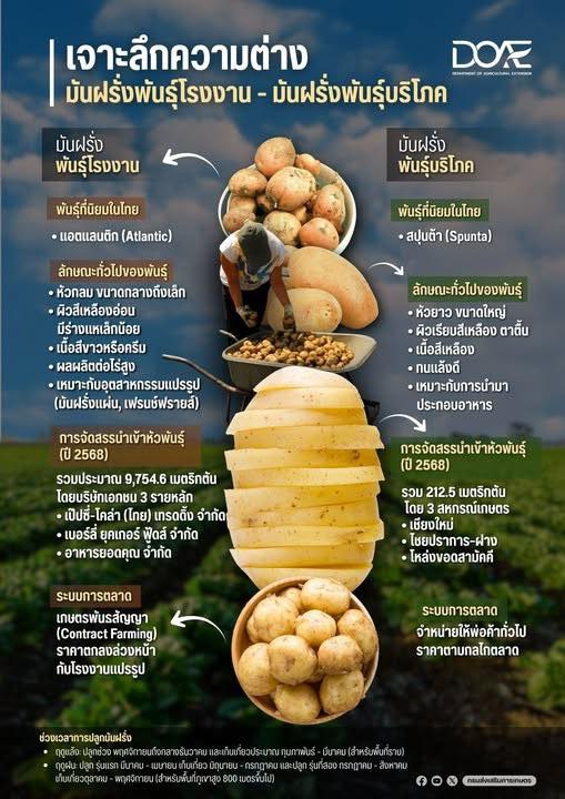 เจาะลึกความต่าง“มันฝรั่งพันธุ์โรงงาน”