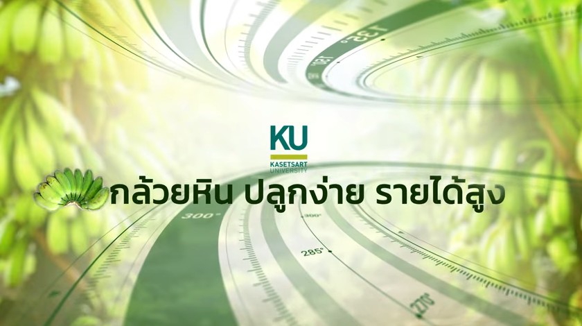 กล้วยหิน ปลูกง่าย รายได้สูง