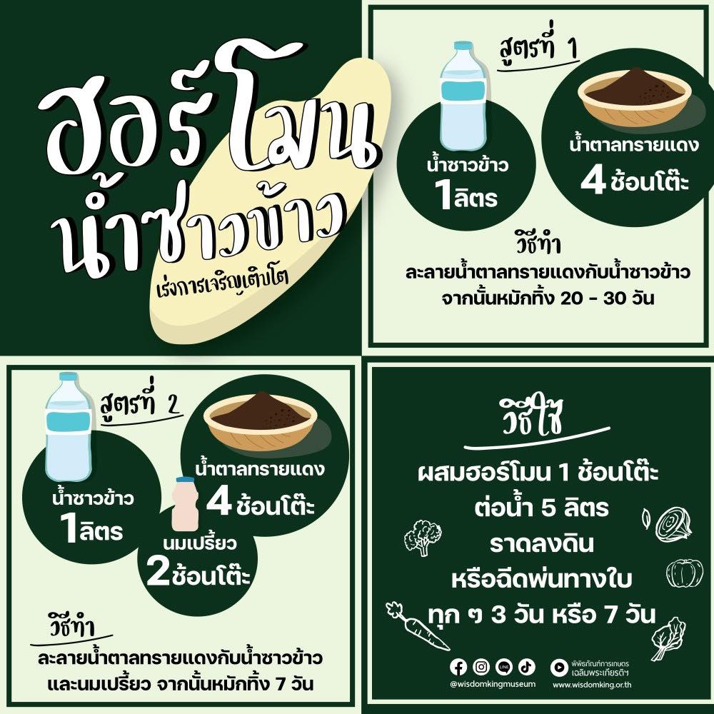 ฮอร์โมน น้ำซาวข้าว