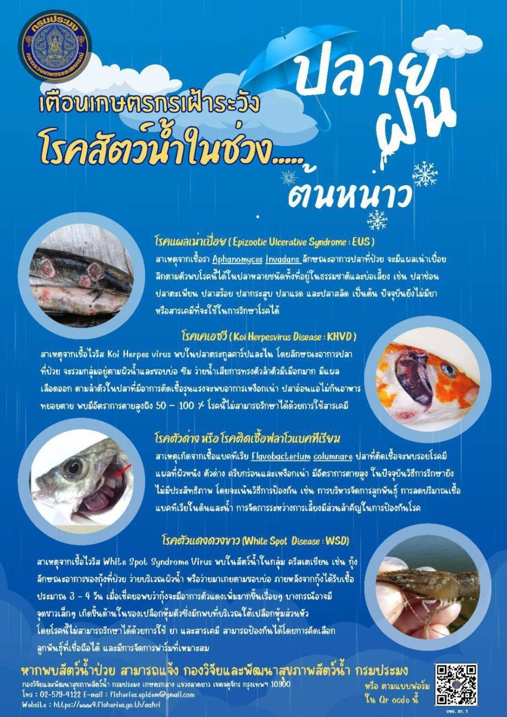 เตือนเกษตรกรเฝ้าระวังโรคสัตว์น้ำในช่วงปลายฝนต้นหนาว