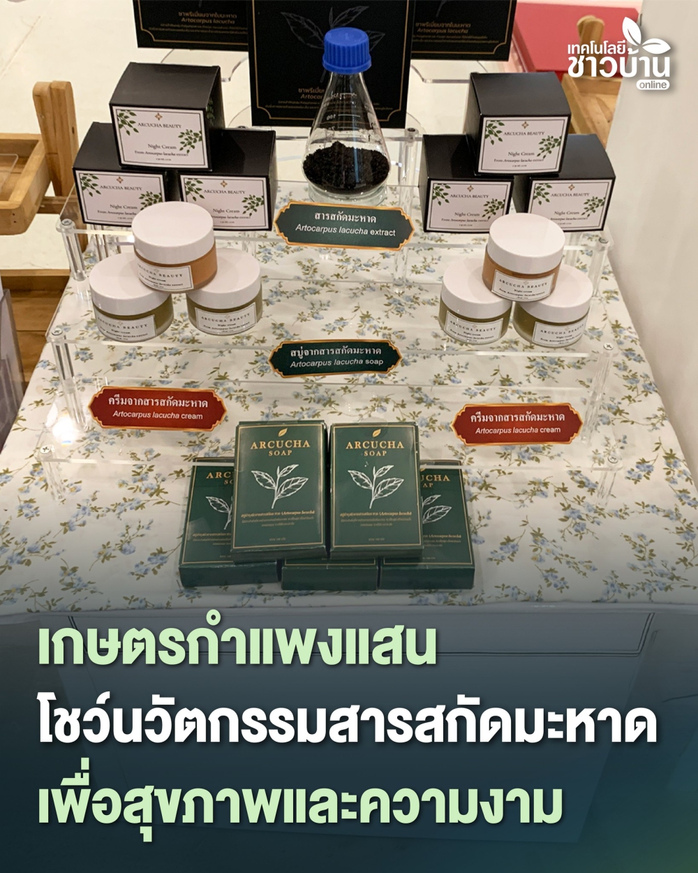 สมุนไพรมะหาดมีสารสำคัญช่วยบำรุงผิวให้ขาวกระจ่างใส