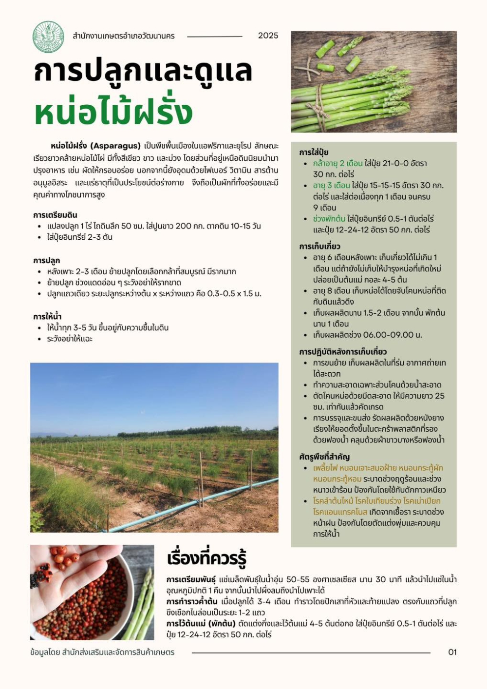 การปลูกและดูแลหน่อไม้ฝรั่ง