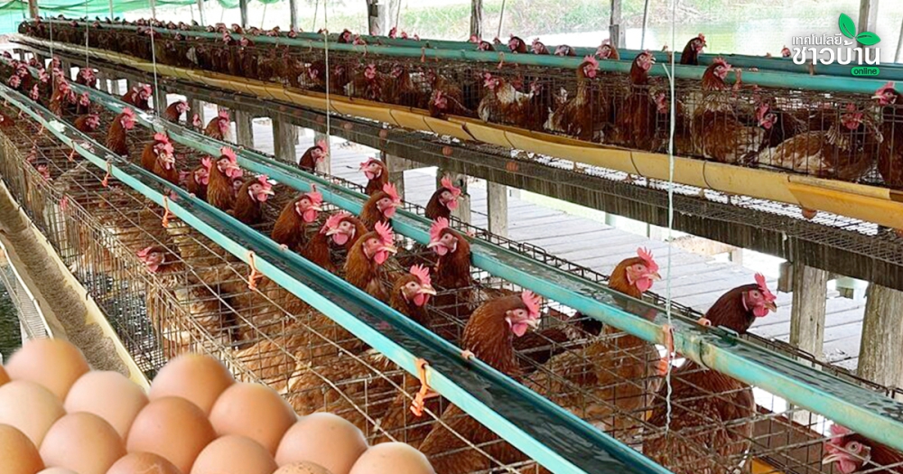 สูตรเด็ดเรียกไข่ดก!