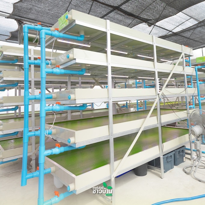 ผำ (Wolffia) พืชอนาคต