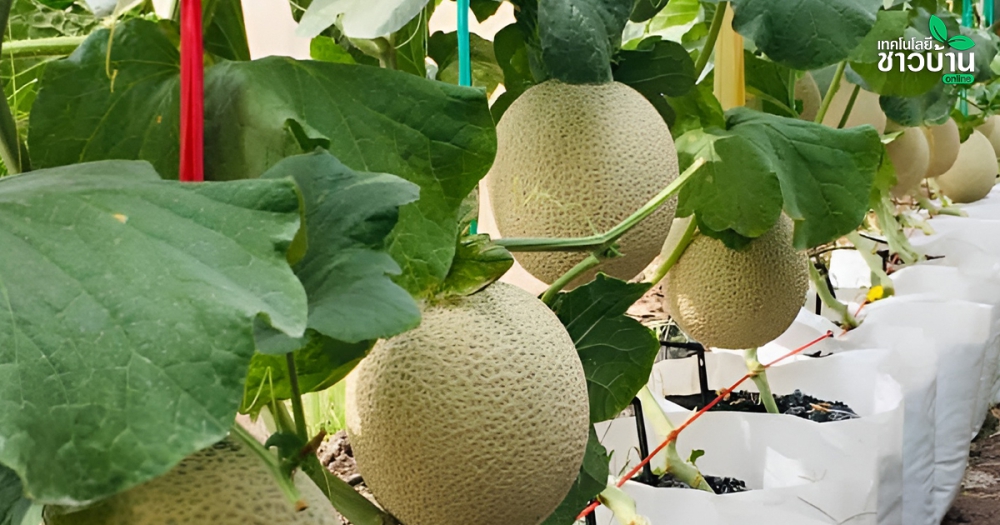 แนะเทคนิคปลูกเมล่อนด้วยวิธีง่ายๆ