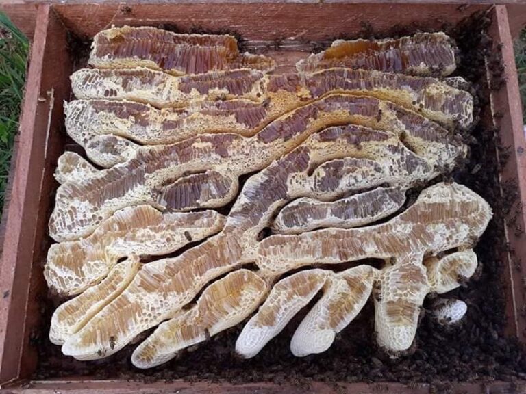 6 สัตว์น่าเลี้ยงสร้างสมดุล - เสริมรายได้ในสวน “ผึ้ง”