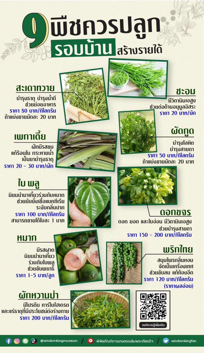 9 พืช ควรปลูกรอบบ้านสร้างรายได้