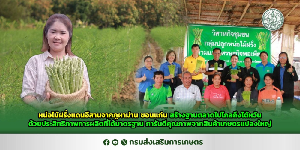 หน่อไม้ฝรั่งแดนอีสานจากภูผาม่าน