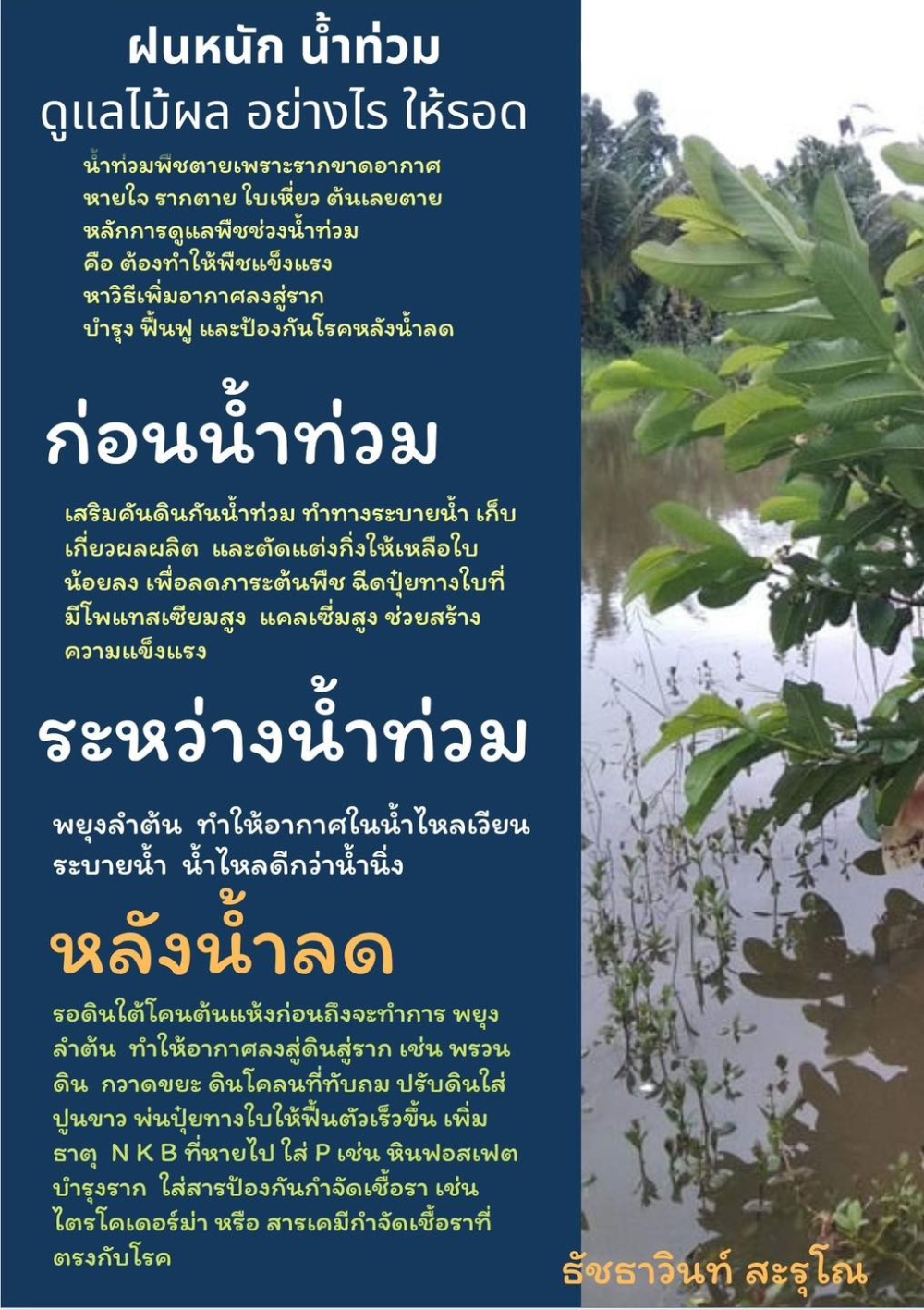 ฝนตกน้ำท่วม ดูแลรักษาไม้ผลได้อย่างไร ให้รอด