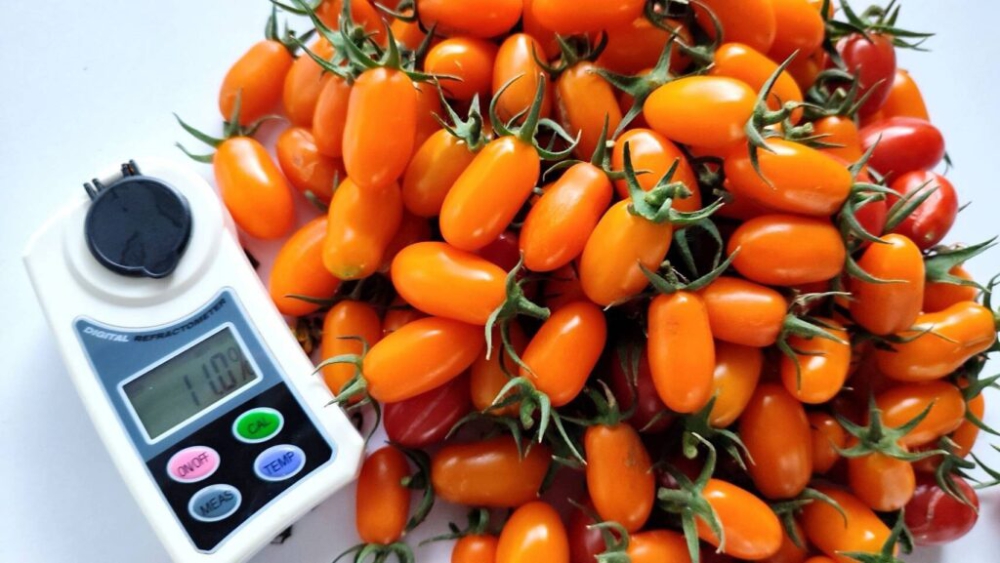 “มะเขือเทศเชอร์รี่หวาน”