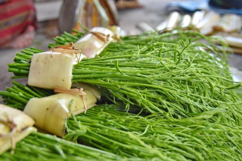 การปลูกชะอมไร้หนาม