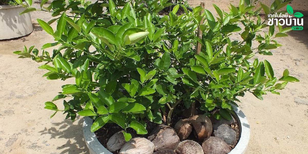 มะนาวบ้าใบแก้ได้ด้วยปุ๋ยมูลค้างคาว