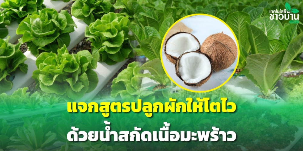 สูตรน้ำสกัดเนื้อมะพร้าว