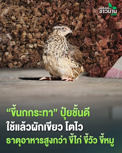 ปุ๋ยขี้นกกระทา