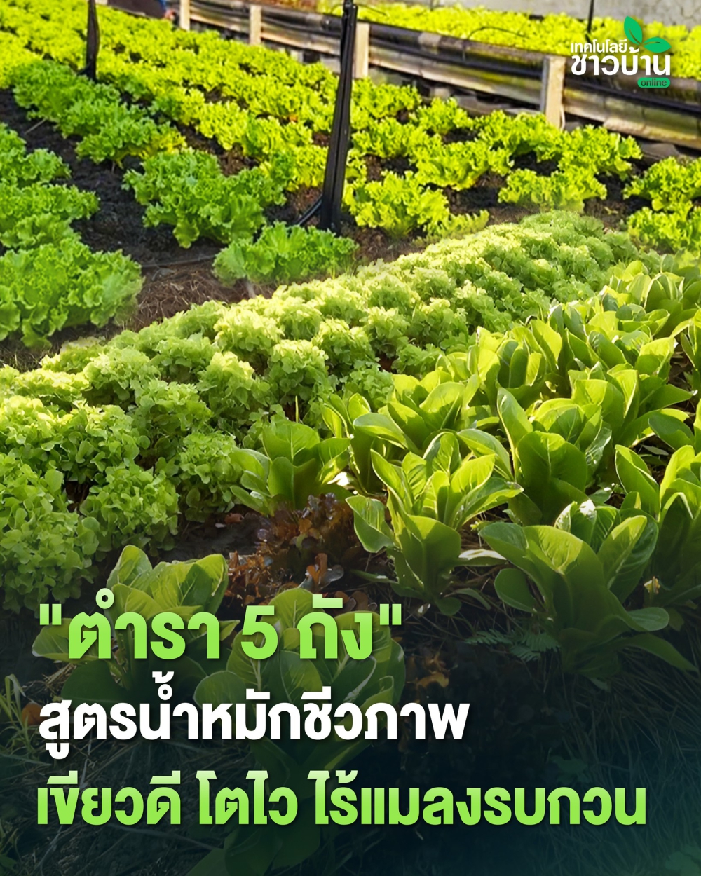 ตำรา 5 ถัง สูตรน้ำหมักชีวภาพ เขียวดี โตไว ไร้แมลงรบกวน
